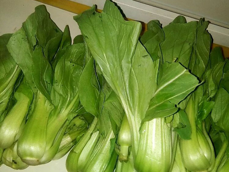 尔白菜.jpg