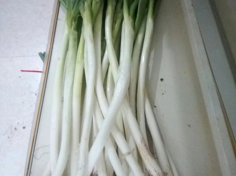 大葱.jpg