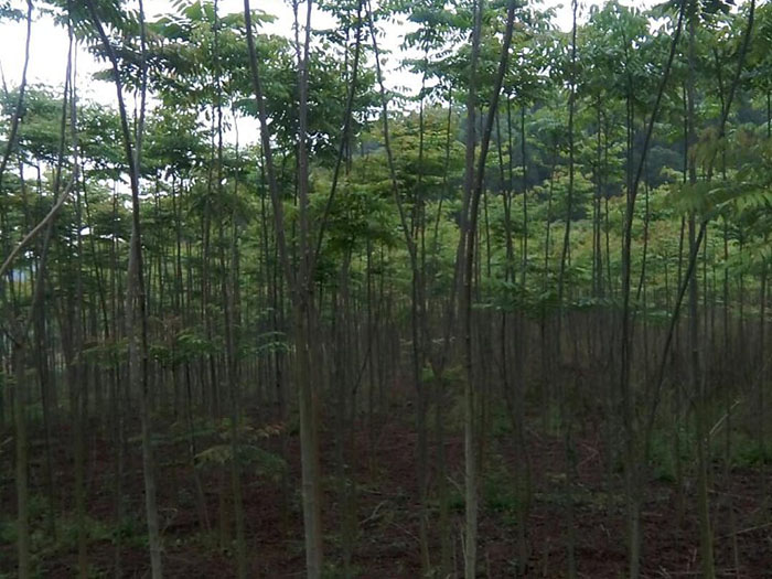 大量出售摇钱树苗.jpg
