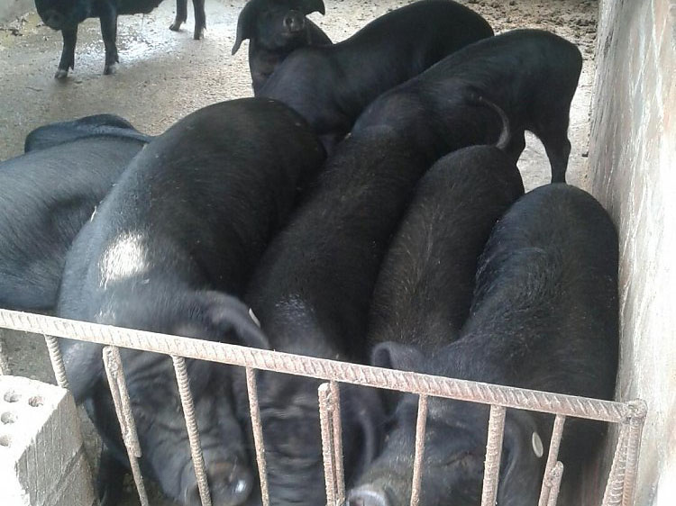 生态仁福牌土猪肉.jpg