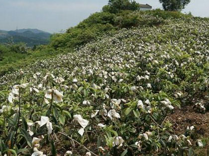 v66.com掌上供应链订货系统官方移动APP绿色下载